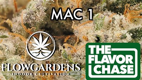 Full Spectrum THCa East Tennessee offers some of the best native soil right here in our backyard. . Thca flower tennessee